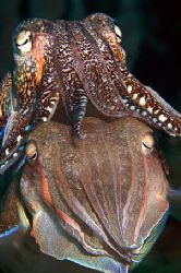 The family, Nikon d100 , 105 macro, Two strobo by Marchione Giacomo 